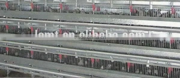 Automatic Poultry Equipment for Layer Quail Raising photo-6