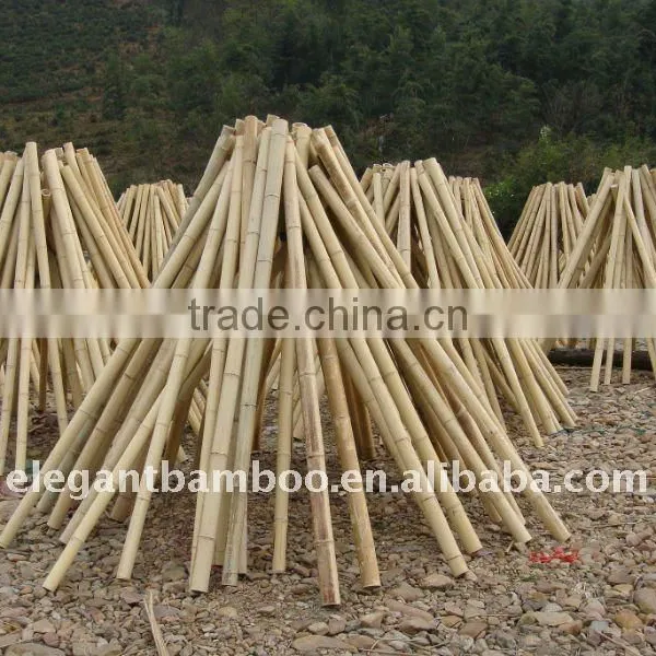 Moso Bamboo Cane
