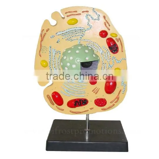 Animal Cell Anatomical Biological Model Teaching Aids photo-2