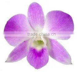 D-013 : DENDROBIUM SAKURA ORCHID
