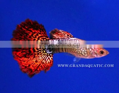Guppy Fish / Ornamental Fish Exporter photo-5