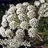 Angelica Extract