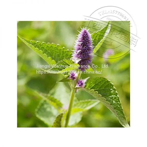 8014-09-3 High Quality Patchouli Oil Wholesale photo-2