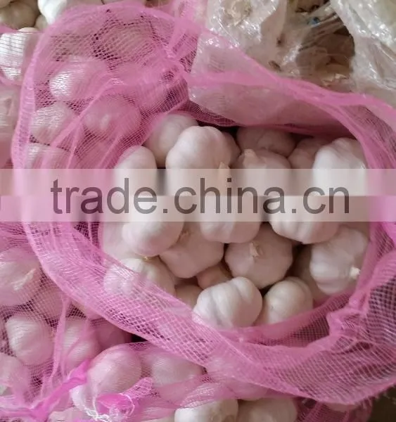 Fresh Garlic photo-6