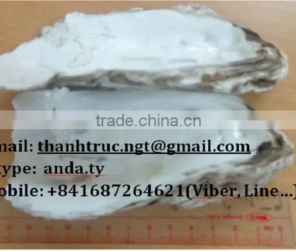 Supply Oyster shells (website: anda.ty)