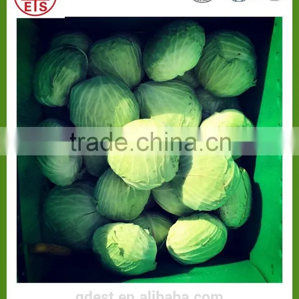 Chinese High Quality Fresh Green Cabbage photo-2
