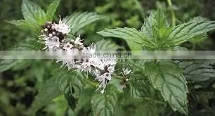 Natural Spearmint Oil/ Spearmint Essential Oil/ Spearmint Oil Price photo-2