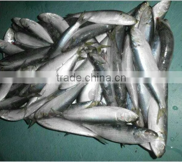 2016 High Quality Frozen Sardine for Bait photo-3