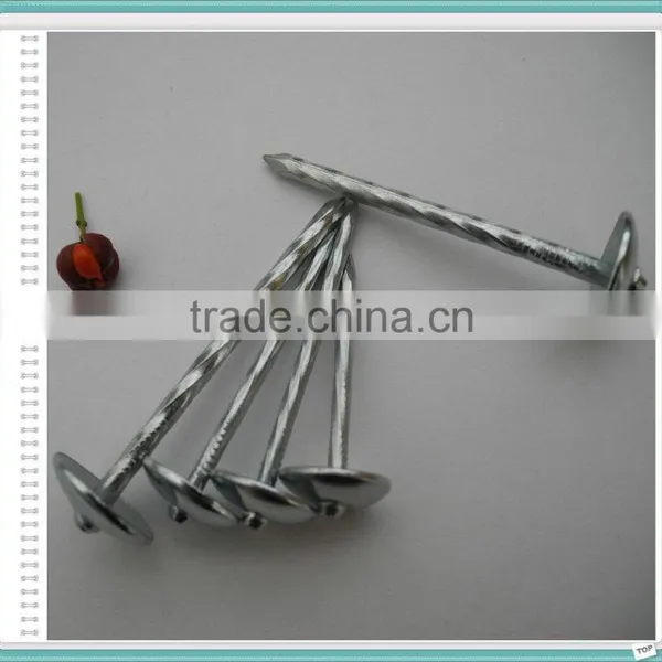 Galvanized Roofing Nails for Turkey Market photo-3