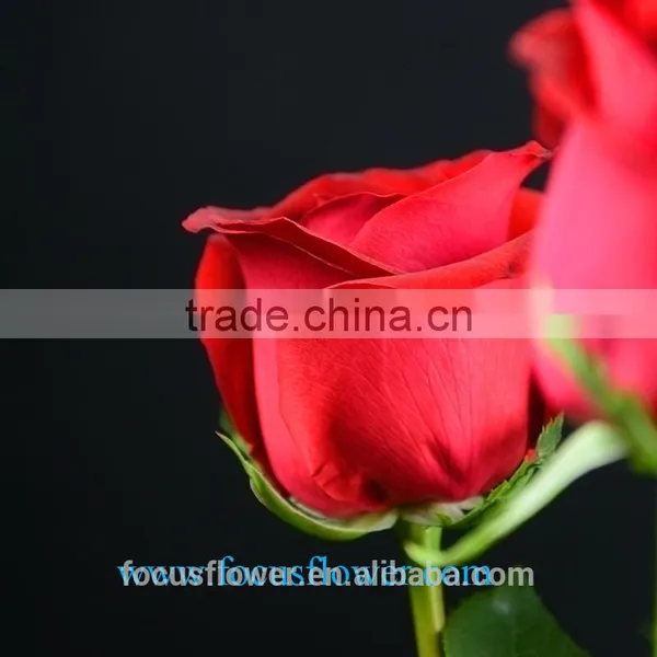 High Quality Ecuadorian Roses Export Fresh Cut Rose Flowers Carola Roses From Kunming photo-4