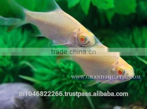 Albino Tinfoil Barb Fish For Sale / Aquarium Fish Farm photo-3