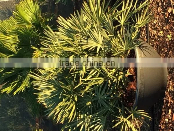 Trithrinax Campestris Palm Tree photo-4