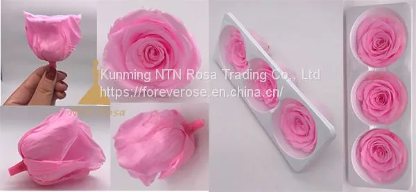 Preserved Rose Heads Look Like Artificial Flowers? It′s 100% Real!40 Colors 6-7cm Preserved Fresh Flower for Hotel Decoration photo-2