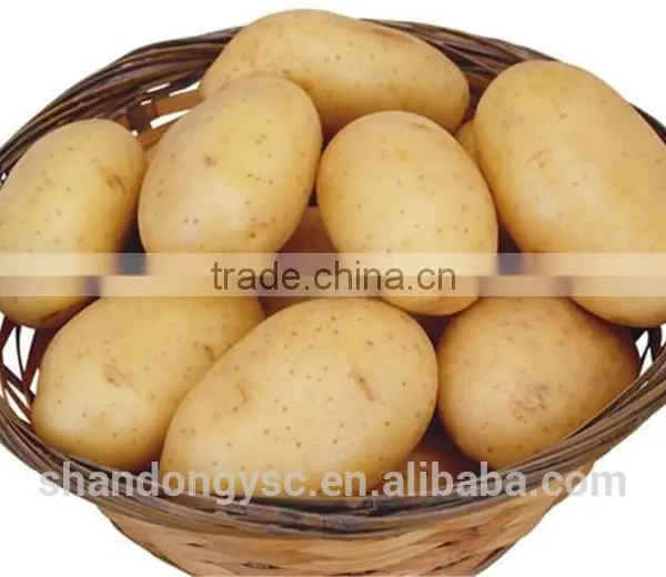 Sweet Fresh Potato photo-4