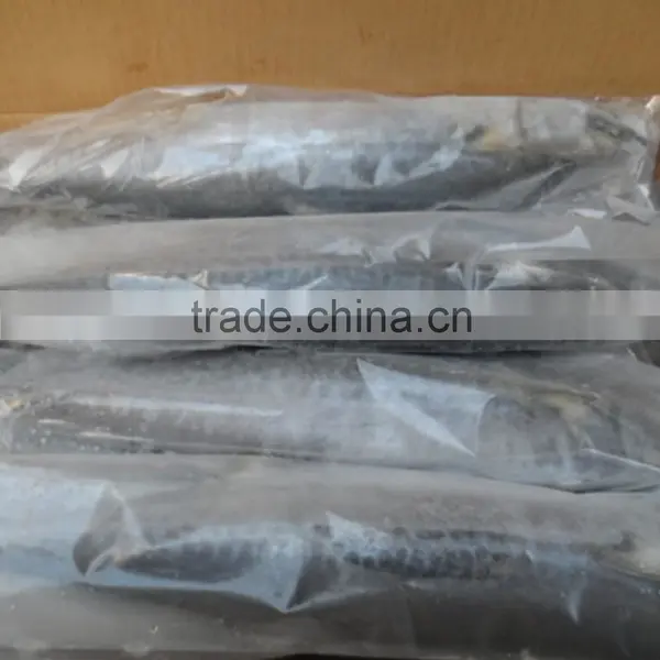 Frozen Spanish Mackerel Fish Whole, Fresh Spanish Mackerel photo-4