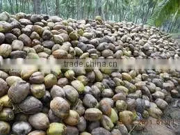 Fresh Coconut