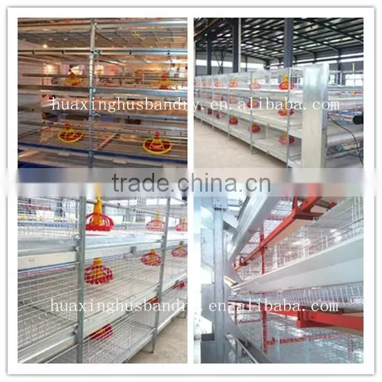 Labor Saving Full Automatic Poultry Broiler Chicken Cage System for Large Farming photo-2