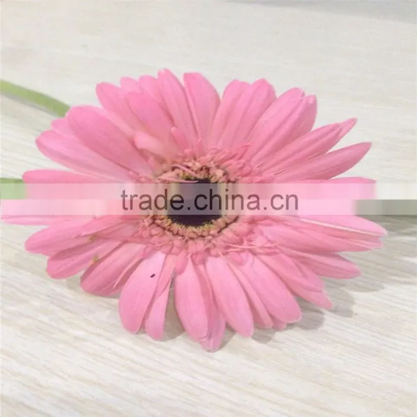 Wholesale Fresh Cut Flower China Gerbera For Decoration High Quality photo-2