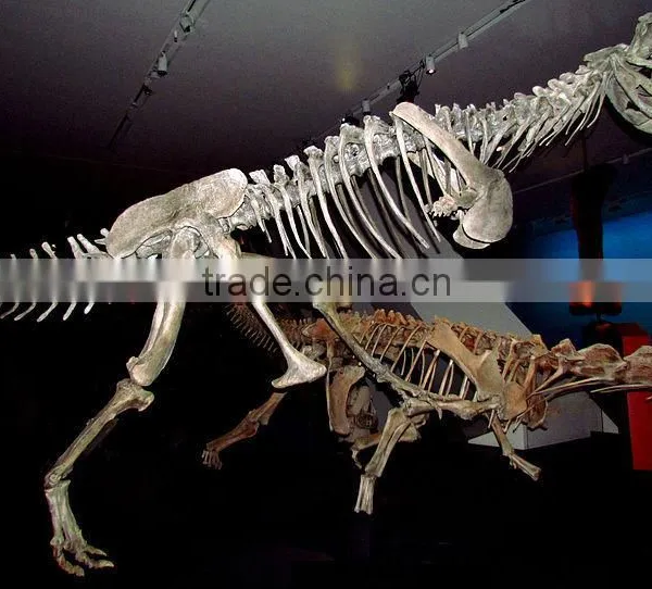 Original Size Animated Dinosaur Skeleton Of Majungasaurus
