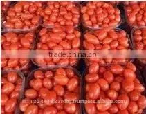 Fresh Ketchup Tomato Exporters in India photo-6