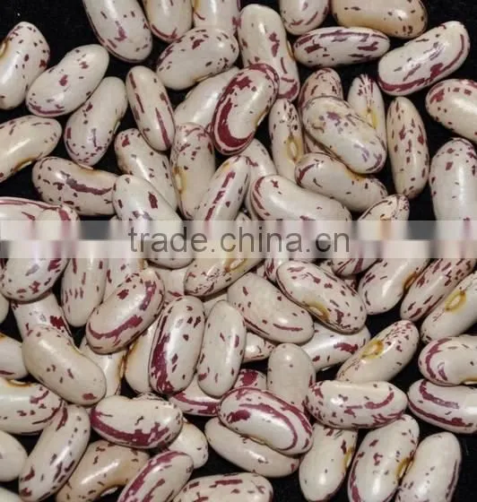 Chinese Big Size Light Speckled Kidney Beans American Round photo-2