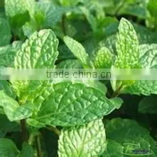 Sweetgrass Aromatic Herb Mentha Spicata Seeds Spearmint Seeds for Planting
