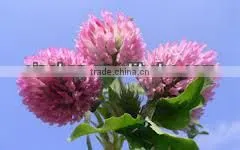 2014 GMP Qingdao BNP Sel l Top High Quality Red Clover P.E.--red Clover Extract Powder