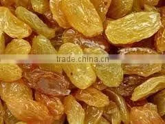 Golden Raisin photo-6