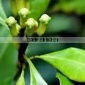 Clove Leaf Oil photo-2