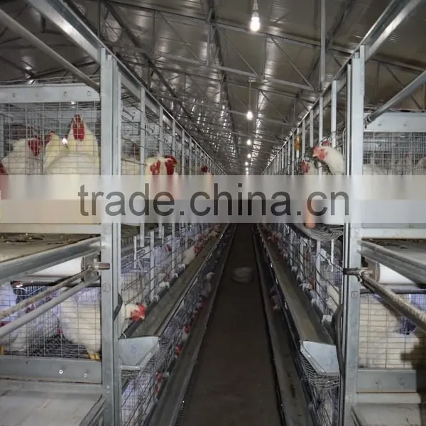 Battery Cages photo-4