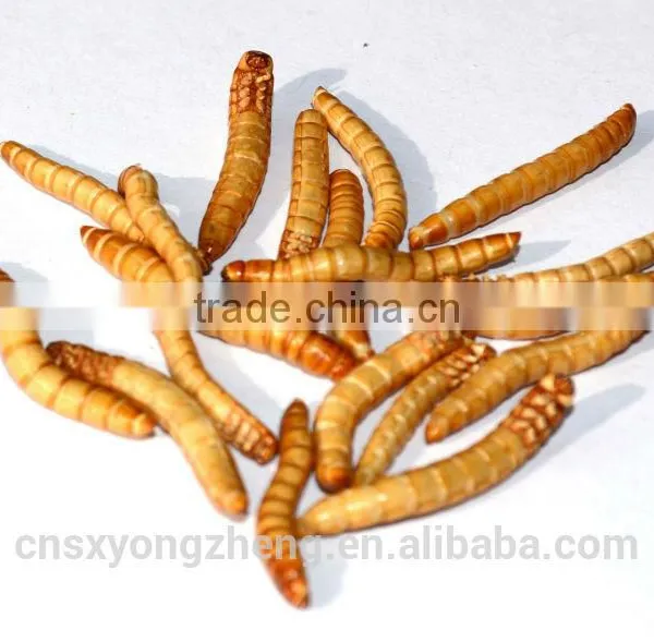 Canned Freeze Drying Mealworms photo-2