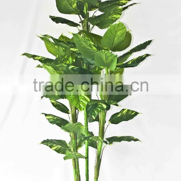Wholesale Outdoor Use Potted Plants photo-5