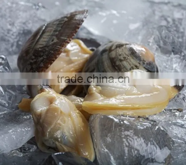 America Standard Short Necked Clam Meat photo-3
