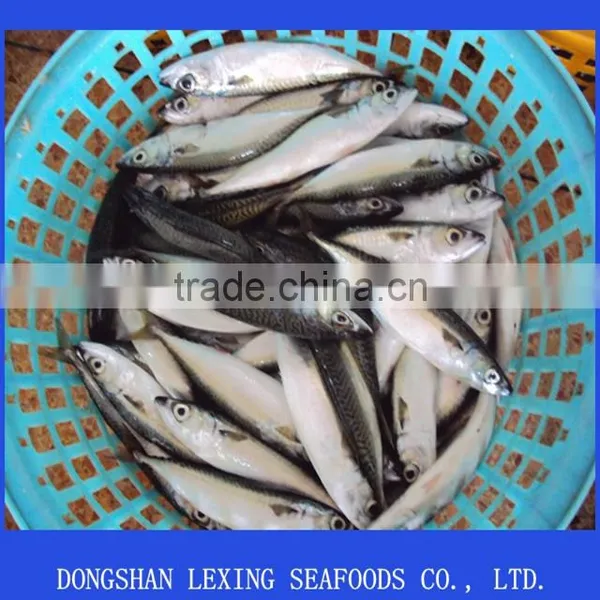 Export Fish Pacific Mackerel photo-2