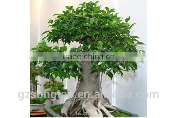 Artificial Bonsai Tree Topiary Gingseng Ficus Bonsai Tree photo-5