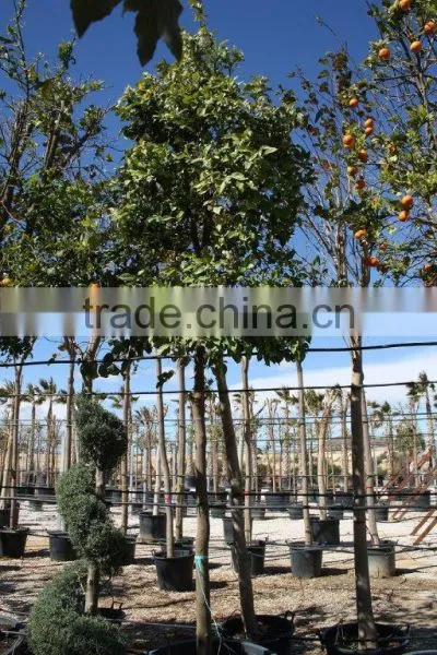 Citrus Aurantium photo-2