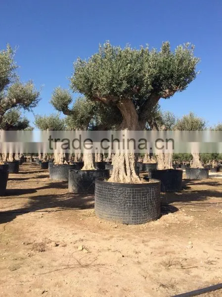 Olive Tree - Olea Europaea Regional Ejemplar photo-5