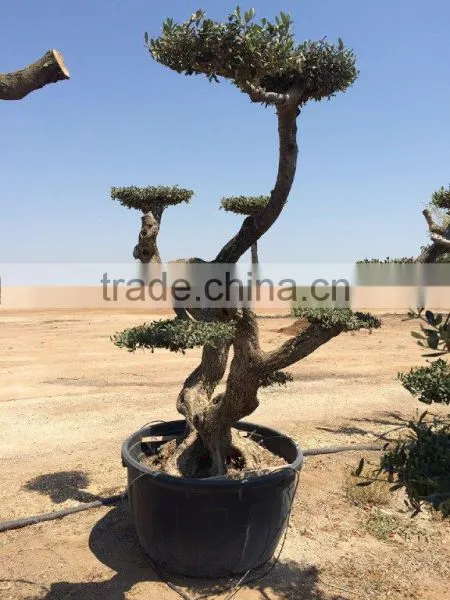 Olea Europaea "Pompon"old Skin Trunk photo-6