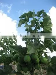 Jatropha Curcus photo-4