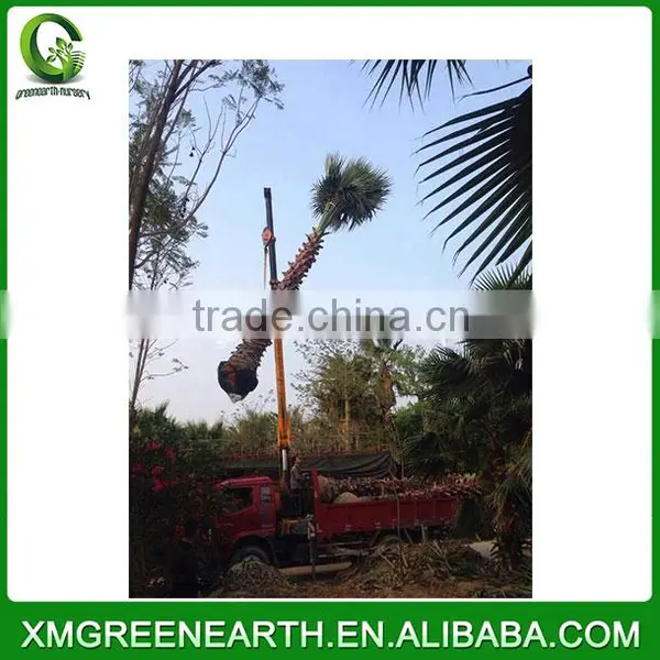 Washingtonia Robusta Palms Trunk 3m photo-2
