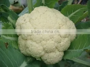 Fresh Cauliflower photo-2