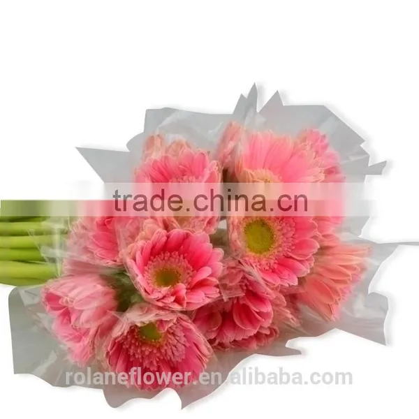Hot Sell Fresh Cut Pink Gerbera - Egypt Mini Silk Gerbera Daisies With 20stems/bundle From Yunnan, China photo-3