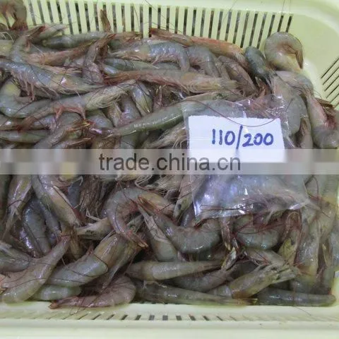 FROZEN HOSO POOVALAN SHRIMPS photo-6