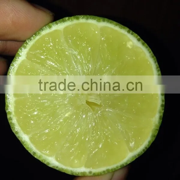 Fresh Lime / Lemon Vietnam photo-2