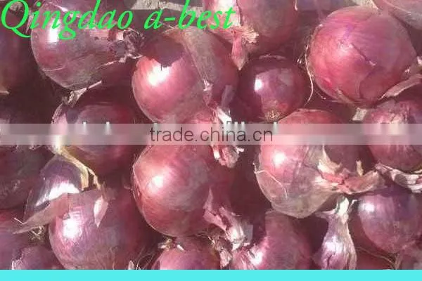 Fres Onion photo-4
