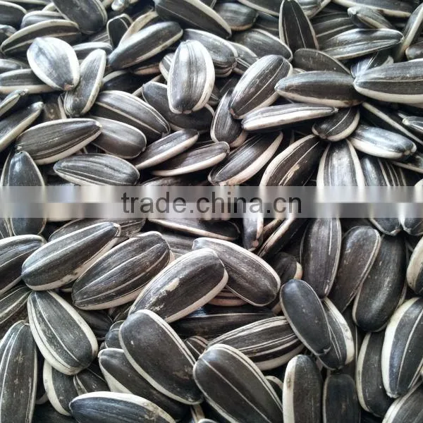 Sunflower Seeds 5009 24/64, 24/68 photo-2