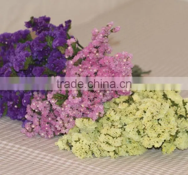 Fresh Cut Myosotis Sylvatica Flowers From Kunming Flower Planting Base photo-4