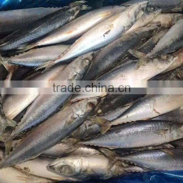 Scomber Japonicus Grade A Frozen Pacific Mackerel photo-5