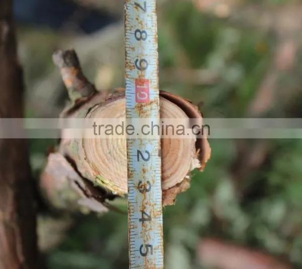 Pruning Shears photo-3