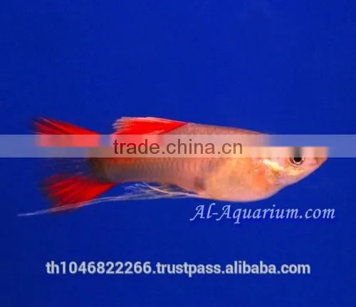 Guppy Fish Fish Farm For Sale and Export / Tropical Fish Exporter Thailand photo-3